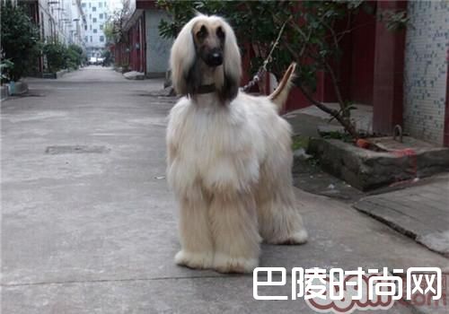 阿富汗猎犬
