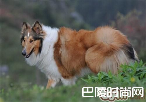 苏格兰牧羊犬 苏格兰牧羊犬