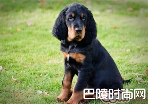 哥顿雪达犬 哥顿雪达犬