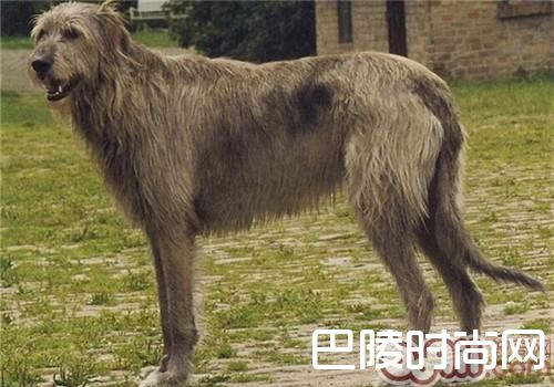 爱尔兰猎狼犬