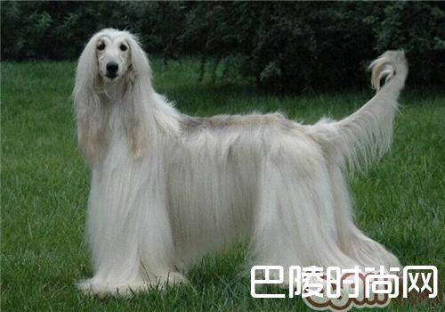 阿富汗猎犬
