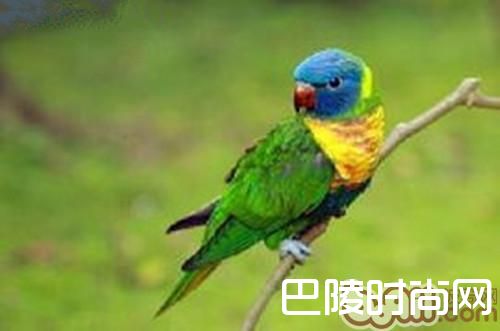 彩虹吸蜜鹦鹉 彩虹吸蜜鹦鹉