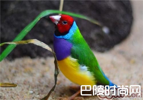 七彩文鸟 七彩文鸟