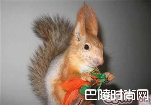 雪地松鼠 雪地松鼠