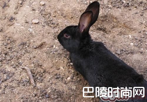 莲山黑兔 莲山黑兔