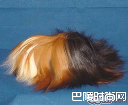 秘鲁缎毛天竺鼠 秘鲁缎毛天竺鼠
