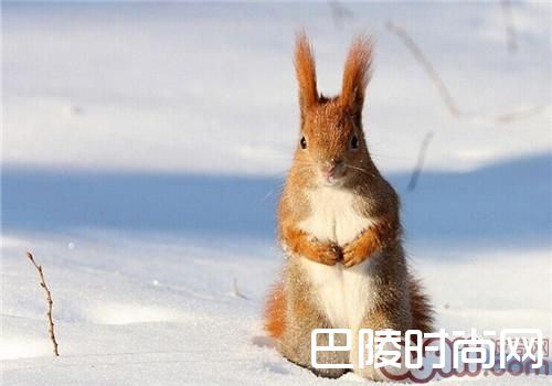 雪地松鼠 雪地松鼠