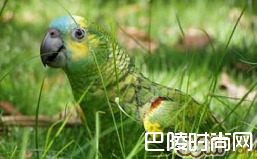 橙翅亚马逊鹦鹉