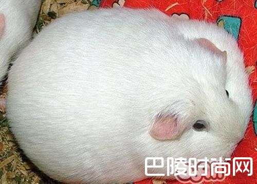 白色凤冠天竺鼠