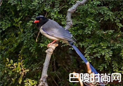 红嘴蓝鹊 红嘴蓝鹊