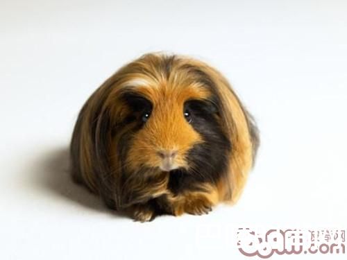 秘鲁缎毛天竺鼠 秘鲁缎毛天竺鼠