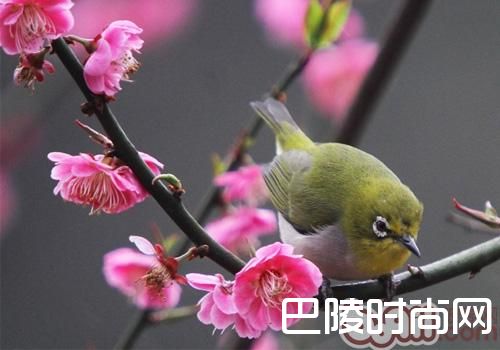 暗绿绣眼鸟 暗绿绣眼鸟