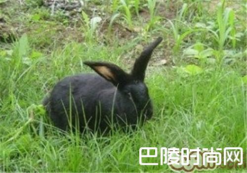 莲山黑兔 莲山黑兔