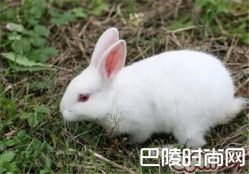 中国白兔