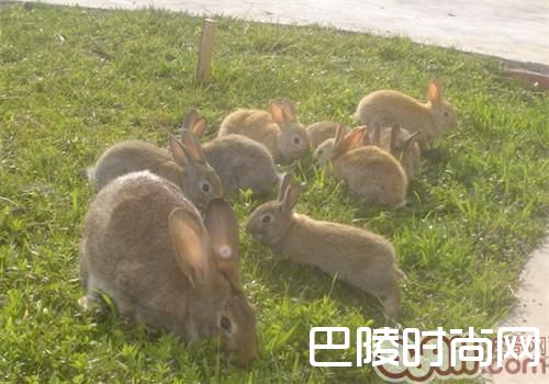 比利时兔 比利时兔