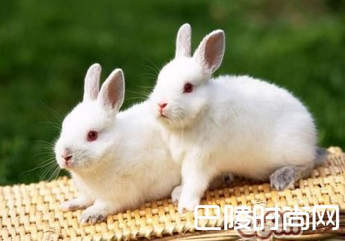 中国白兔