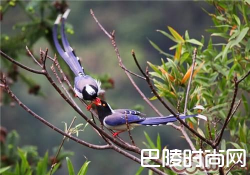 红嘴蓝鹊 红嘴蓝鹊