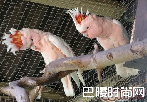 米切氏凤头鹦鹉 米切氏凤头鹦鹉