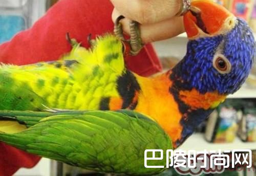 彩虹吸蜜鹦鹉 彩虹吸蜜鹦鹉