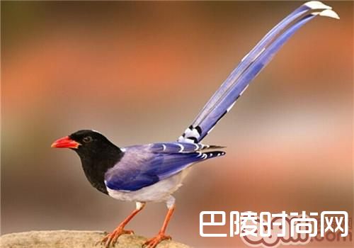 红嘴蓝鹊 红嘴蓝鹊