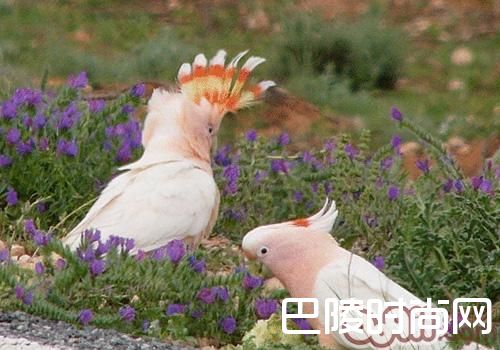 米切氏凤头鹦鹉