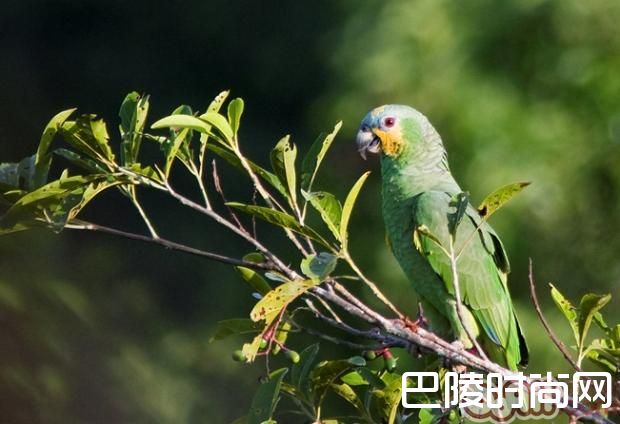 橙翅亚马逊鹦鹉 橙翅亚马逊鹦鹉