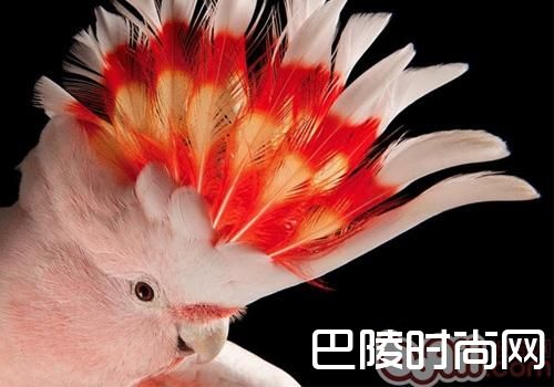 米切氏凤头鹦鹉 米切氏凤头鹦鹉