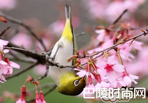 暗绿绣眼鸟 暗绿绣眼鸟