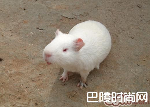 白色凤冠天竺鼠