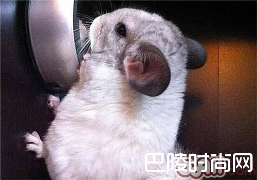 银斑龙猫 银斑龙猫