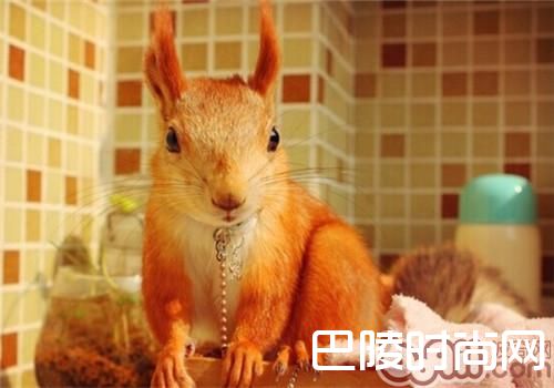 雪地松鼠 雪地松鼠