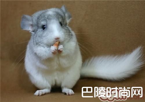 银斑龙猫 银斑龙猫