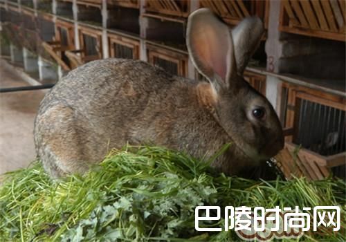 比利时兔 比利时兔