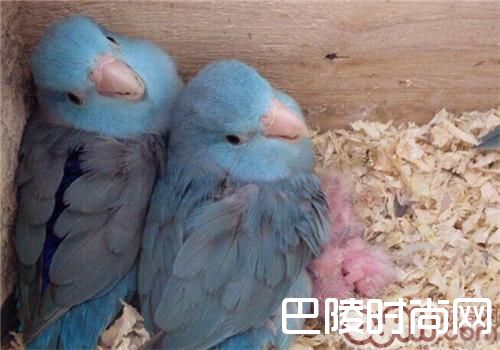 太平洋鹦鹉 太平洋鹦鹉