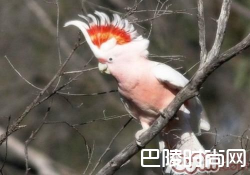 米切氏凤头鹦鹉 米切氏凤头鹦鹉