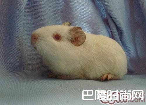 白色凤冠天竺鼠