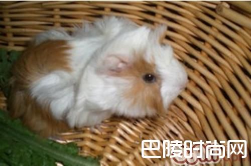 秘鲁缎毛天竺鼠 秘鲁缎毛天竺鼠