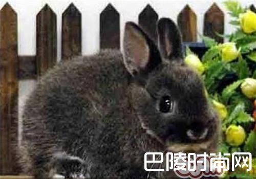 多瓦夫兔 多瓦夫兔