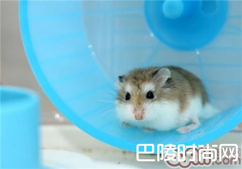 老公公仓鼠 老公公仓鼠