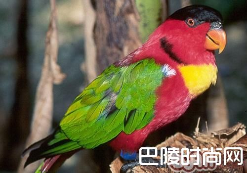 黄领吸蜜鹦鹉 黄领吸蜜鹦鹉