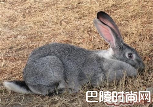 金吉拉兔 金吉拉兔