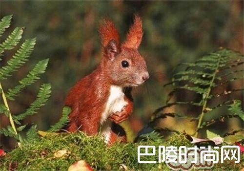 欧洲红松鼠