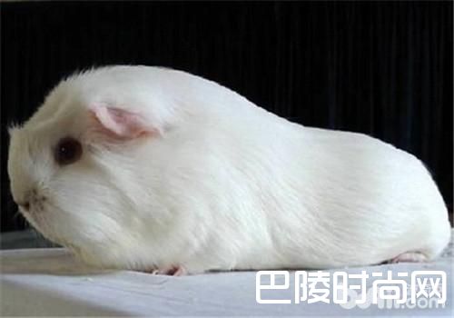 缎毛白色凤冠天竺鼠