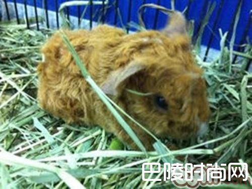 长卷毛天竺鼠