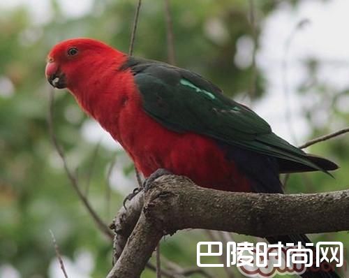 澳洲国王鹦鹉