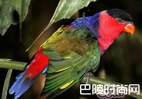 黑顶吸蜜鹦鹉 黑顶吸蜜鹦鹉