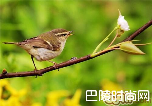 黄眉柳莺 黄眉柳莺