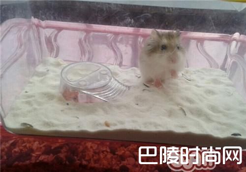 老公公仓鼠 老公公仓鼠