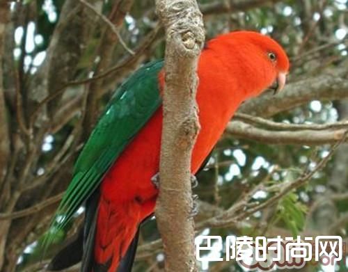 澳洲国王鹦鹉