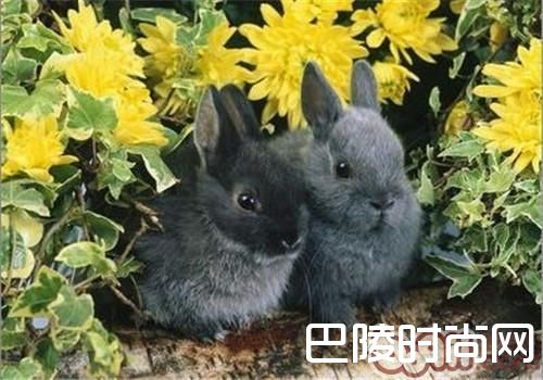 多瓦夫兔 多瓦夫兔